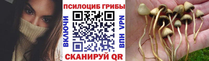 OMG ссылка  Приморск  Псилоцибиновые грибы Psilocybe 